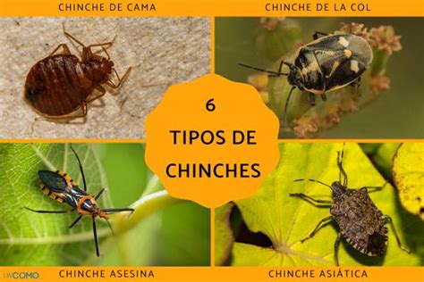 9 tipos de chinches